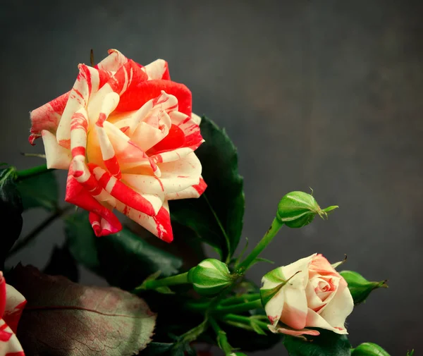 Rosas Tigre, rayas. Flores sobre Fondo Oscuro, tarjeta para el día de San Valentín, espacio para copiar —  Fotos de Stock