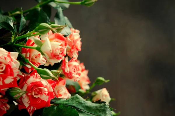 Rosas Tigre, rayas. Flores sobre Fondo Oscuro, tarjeta para el día de San Valentín, espacio para copiar —  Fotos de Stock