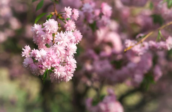 Primavera fioritura fiori rosa su albero, sfondo della natura — Foto Stock