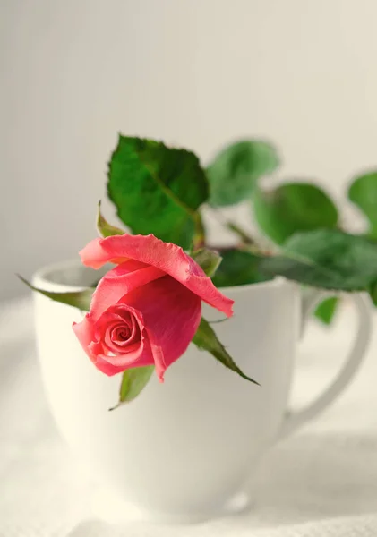 Rosas rosas, Flores sobre fondo blanco, tarjeta para el día de San Valentín, espacio para copiar —  Fotos de Stock