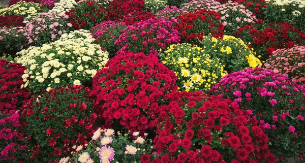 Crisantemos coloridos y otras flores de otoño en el mercado — Foto de Stock