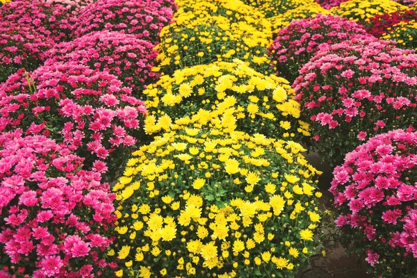 Gelbe und rosa Chrysanthemen, Herbstblumen auf dem Markt — Stockfoto