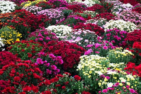 Crisantemos coloridos y otras flores de otoño en el mercado — Foto de Stock
