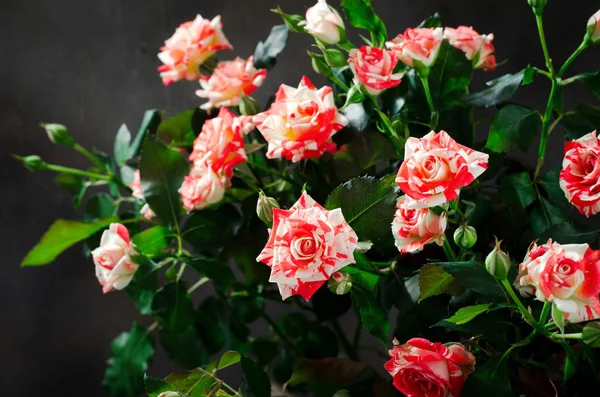 Tiger Roses, rayé. Fleurs sur fond sombre, carte pour la Saint Valentin, espace de copie — Photo