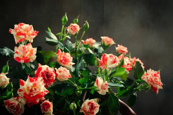 Rosas Tigre, rayas. Flores sobre Fondo Oscuro, tarjeta para el día de San Valentín, espacio para copiar —  Fotos de Stock