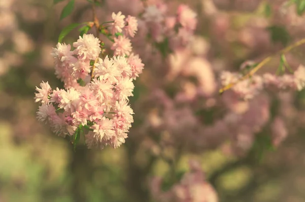 Primavera fioritura fiori rosa su albero, sfondo della natura — Foto Stock
