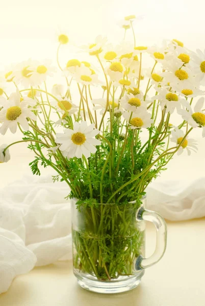 Kamille madeliefjebloemen in glazen pot op witte achtergrond — Stockfoto