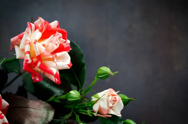 Rosas Tigre, rayas. Flores sobre Fondo Oscuro, tarjeta para el día de San Valentín, espacio para copiar —  Fotos de Stock