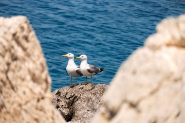 Birkaç martı denize karşı taş