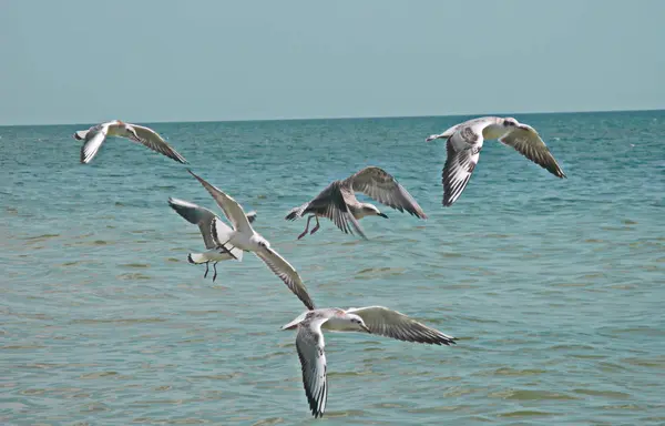 Gaviotas vuelan sobre un mar — Foto de Stock