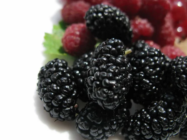 Black  red currants blackberry white background — Stock Photo, Image