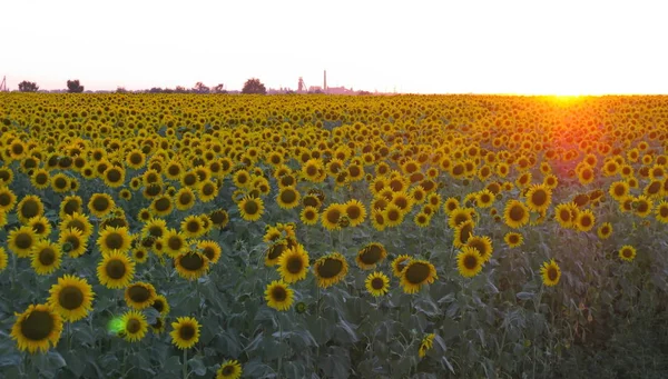 Słoneczniki pola na tle zachodu słońca — Zdjęcie stockowe