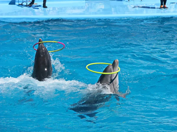 Due delfini si fanno avanti in acqua con anelli — Foto Stock