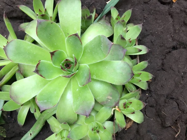 Minuscules plantes succulentes de rosier ou de poule et poulet sempervivum à l'extérieur, plantes désertiques persistantes résistantes au gel, début du printemps, journée ensoleillée, jardinage — Photo