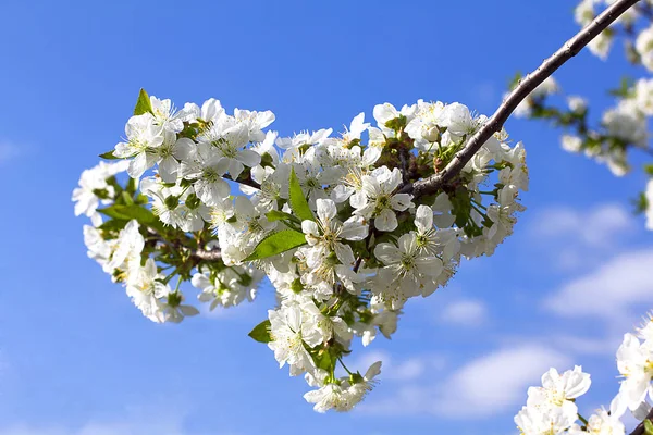 Stock image Heart made of white cherry flowers.