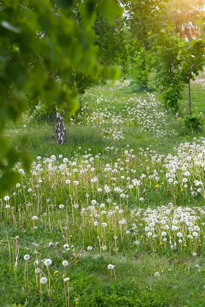 Yeşillik Kır Çiçekleriyle Bahar Çayırı Karahindibalı Yeşil Çayır — Stok fotoğraf