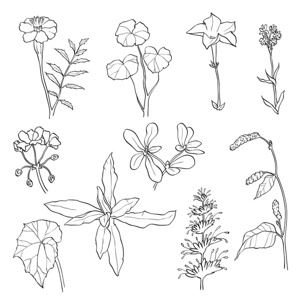 Bloemen en bladeren geïsoleerd op witte achtergrond. — Stockvector