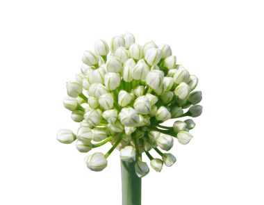 Beyaz arka plan üzerinde beyaz sarımsak tomurcukları