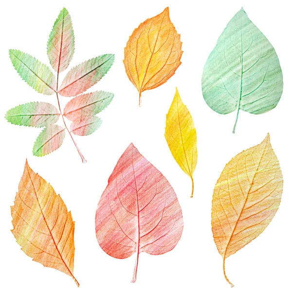 Set di foglie gialle verdi e dorate su sfondo bianco — Foto Stock