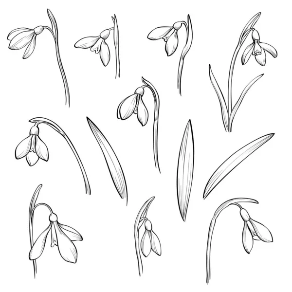 Vector snowdrops set. Hand drawn snowdrops flowers on white background. — 스톡 벡터