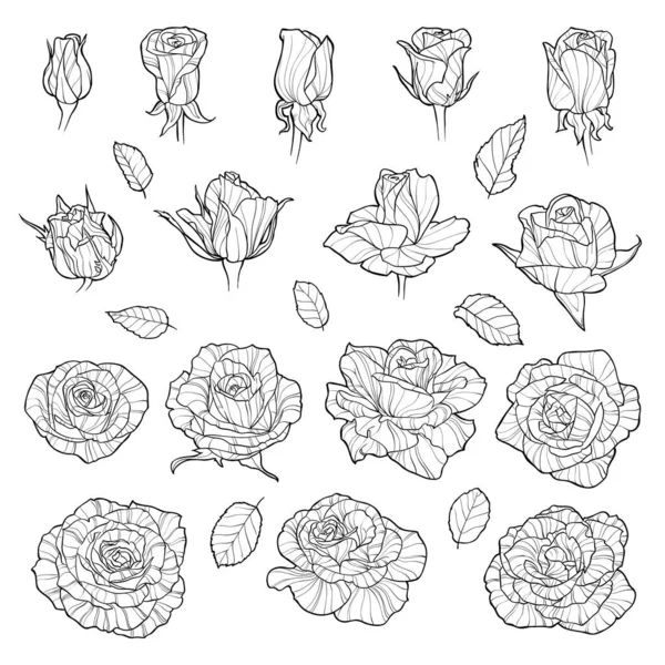 Векторний Набір Троянд Чорні Намальовані Вручну Квіти Ізольовані Білому Тлі — стоковий вектор
