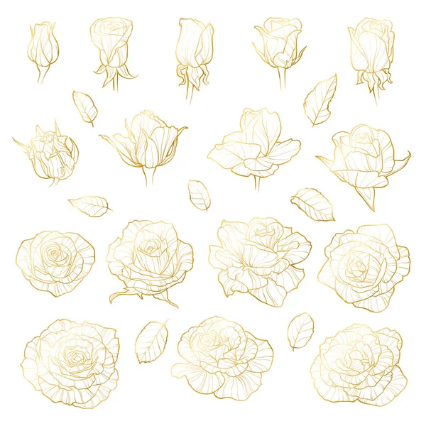 Rózsák Vektorkészlete Arany Kézzel Rajzolt Virágok Kivágott Fehér Háttérrel Használható — Stock Vector