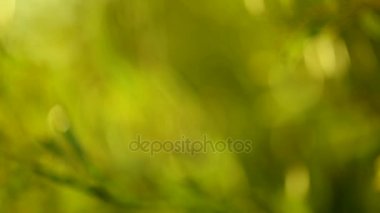 Yeşil doğanın arka plan