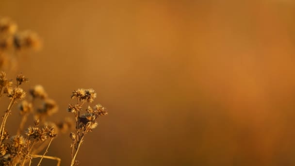 Flores secas soplando en un campo abierto — Vídeos de Stock