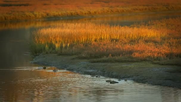 Bebek berenang di Lagoon Reeds — Stok Video