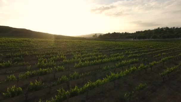 Drone volando sobre Temecula Wine Country — Vídeo de stock