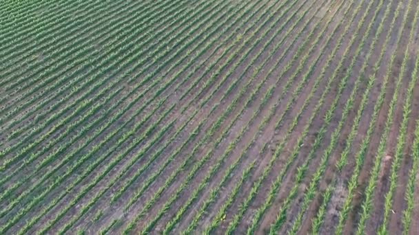 Drohne fliegt über Weinland Temecula — Stockvideo