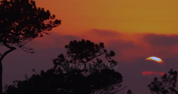 Africký západ slunce mezi stromy — Stock video