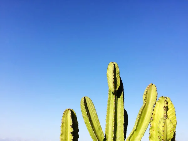 Cactus Sur Ciel Bleu Cactus Isolé Sur Ciel Bleu — Photo