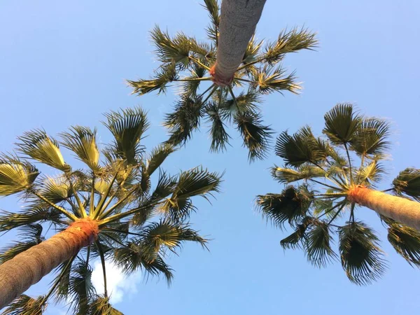 Mirando Hacia Arriba Palmeras Cielo Azul —  Fotos de Stock