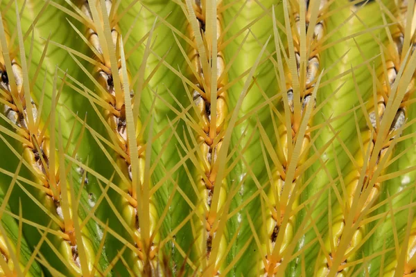 Cactus Macro Barrel Cactus Coussin Belle Mère — Photo