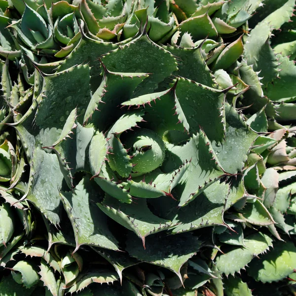Primer Plano Cactus Redondos Cactus Macro Agave —  Fotos de Stock