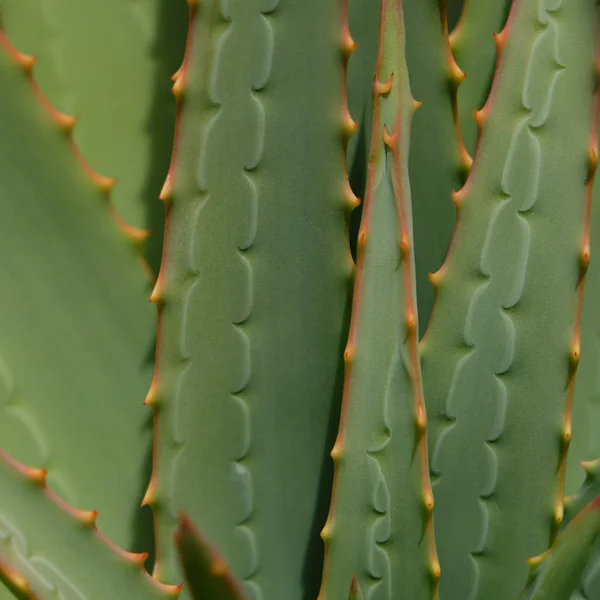 Aloe Cacto Closeup Belo Padrão Natural — Fotografia de Stock