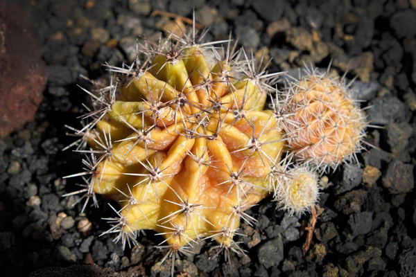 Ronde cactus close-up, sappige tuinplant — Stockfoto