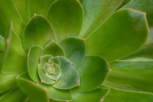 Sepervivum Closeup Succulent Plant Rosette Macro — Stock Photo, Image