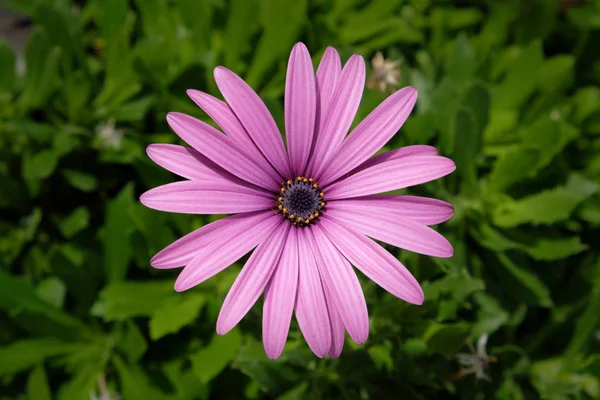 Fiore Margherita Viola Fiore Margherita Rosa — Foto Stock