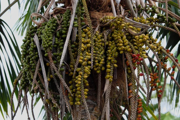 Плоды и пальмы с острова Канарского — стоковое фото