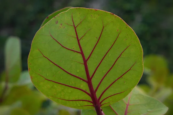 Hoja verde con tallo rojo, hoja de planta — Foto de Stock