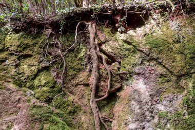 kökleri, ağaç kök, orman zemin kesiti