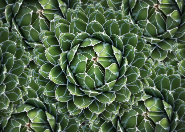 Kerek Kaktusz Zamatos Növény Természetes Minta — Stock Fotó