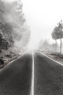 Ormandaki sisli yol - ağaçlar ve sisli yol