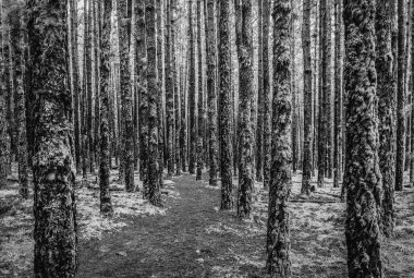   iğne yapraklı orman yolundaki Hiking