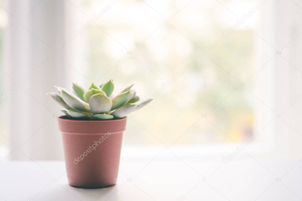 small succulent plant pot on windowsill 