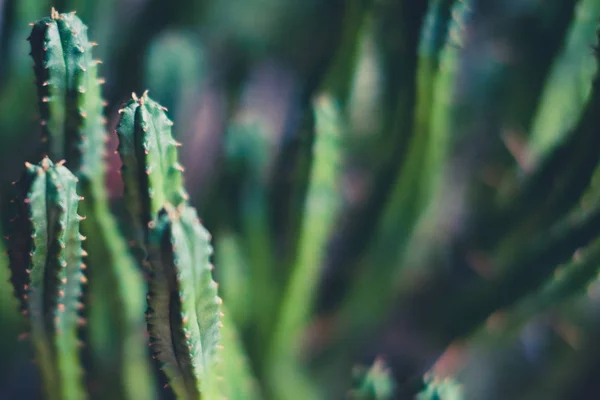 Makro mały Kaktus, Kaktus roślina zbliżenie — Zdjęcie stockowe