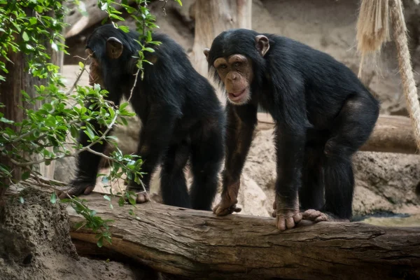 Two Monkeys Zoo Two Chimpanse Monkeys Outdoor — Stock Photo, Image