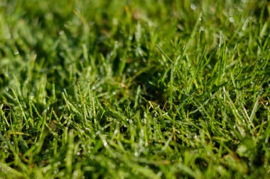 Çimenler, çayır makrosu, çimenlerin üzerinde çiy damlaları.  -